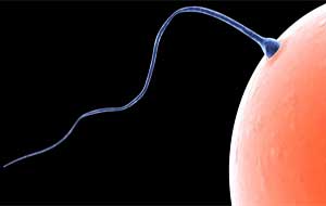 Aumentare il numero di spermatozoi: 5 tecniche che funzionano!