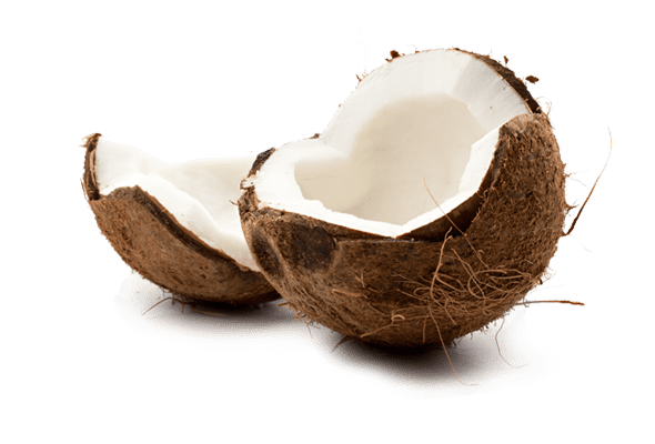 Frutto del cocco