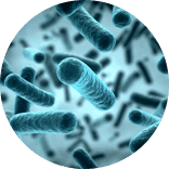 Bacteries Probiotiques