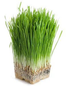 Green Barley Plus, brucia grassi, sopprime l’appetito e disintossica